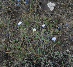 Linum perenne