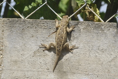 Sceloporus spinosus