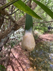 Polypedates megacephalus