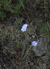 Linum perenne