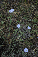 Linum perenne