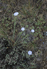 Linum perenne