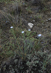 Linum perenne