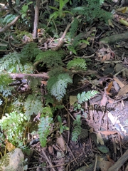 Hymenophyllum demissum