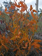 Phoradendron nervosum