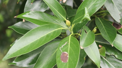 Machilus thunbergii