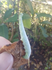Cypoides chinensis