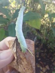 Cypoides chinensis