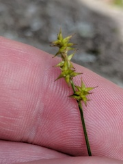 Stellulatae
