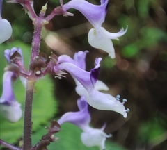 Plectranthus
