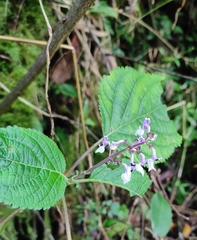 Plectranthus