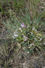Oxytropis squammulosa