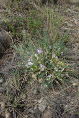 Oxytropis squammulosa