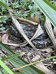 Morelia spilota