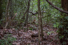 Panthera pardus kotiya