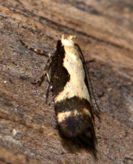 Chionodes fructuaria