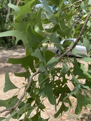 Erythrina vespertilio