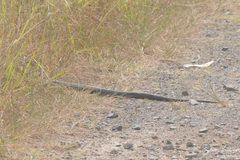 Notechis scutatus scutatus