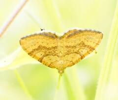 Chrysolarentia correlata