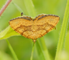 Chrysolarentia correlata