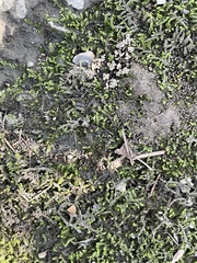 Plagiothecium cavifolium