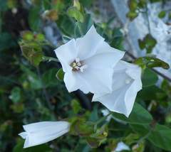 Jacquemontia pringlei