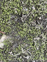 Plagiothecium cavifolium