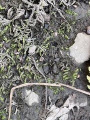 Plagiothecium cavifolium
