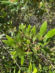 Persoonia stradbrokensis