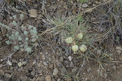 Oxytropis sobolevskajae