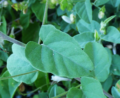 Jacquemontia pringlei