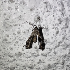 Lineodes integra