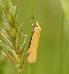 Philobota protecta