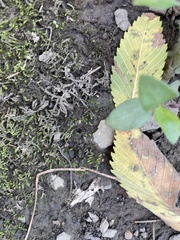 Plagiothecium cavifolium