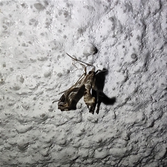 Lineodes integra
