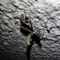 Lineodes integra
