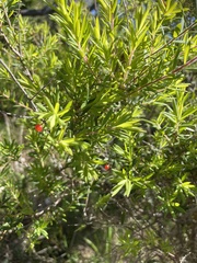 Leucopogon affinis