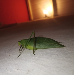 Stilpnochlora