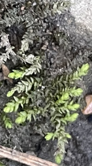 Plagiothecium cavifolium