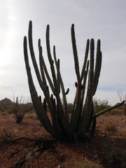 Stenocereus thurberi