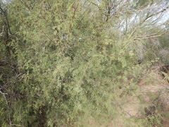 Vachellia constricta