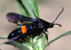 Synanthedon exitiosa