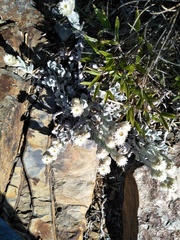 Anaphalis nepalensis