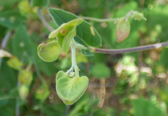 Jacquemontia pringlei