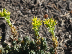 Sedum lanceolatum