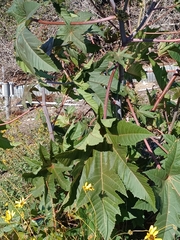 Ambrosia ambrosioides