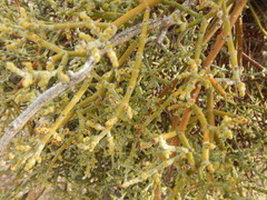 Phoradendron californicum