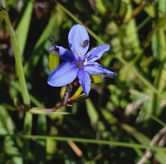 Aristea ecklonii