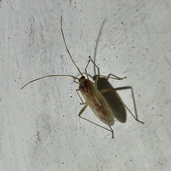 Creontiades rubrinervis