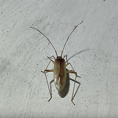 Creontiades rubrinervis